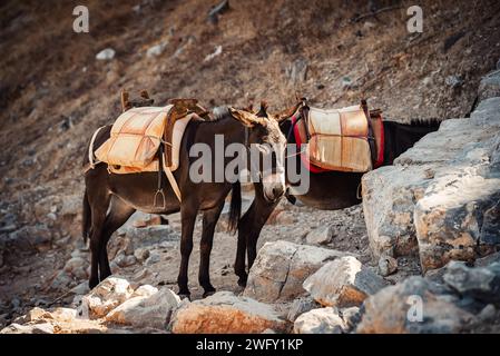 Esel stehen im Schatten und ruhen sich in der Nähe der Akropolis von Lindos aus. Stockfoto