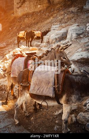 Esel stehen im Schatten und ruhen sich in der Nähe der Akropolis von Lindos aus. Stockfoto