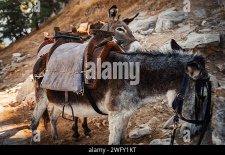 Esel stehen im Schatten und ruhen sich in der Nähe der Akropolis von Lindos aus. Stockfoto