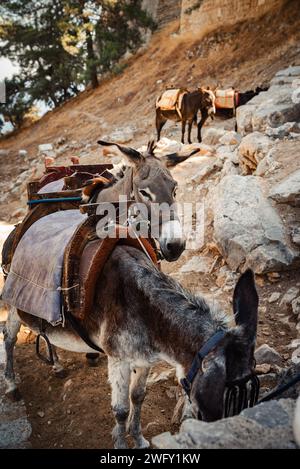 Esel stehen im Schatten und ruhen sich in der Nähe der Akropolis von Lindos aus. Stockfoto