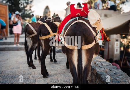 Esel stehen im Schatten und ruhen sich in der Nähe der Akropolis von Lindos aus. Stockfoto