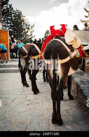 Esel stehen im Schatten und ruhen sich in der Nähe der Akropolis von Lindos aus. Stockfoto