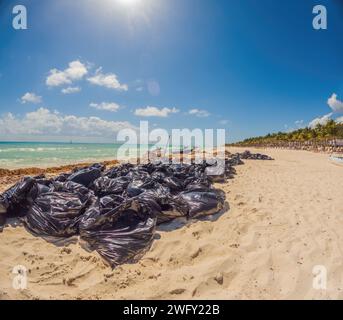 Der wunderschöne Karibikstrand war total dreckig und dreckig. Das Problem mit den Algen in Playa del Carmen Quintana Roo Mexiko Stockfoto