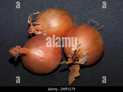 Zwiebeln ungeschält oder dunkelgrauer Hintergrund, horizontal. Stockfoto