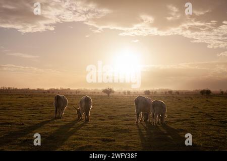 Bild einer Kuh, ein podolisches Vieh, stehend in Vojvodina, Serbien bei Sonnenuntergang. Podolisches Rind ist eine Gruppe von Rinderrassen, die durch graue Felle und gekennzeichnet sind Stockfoto
