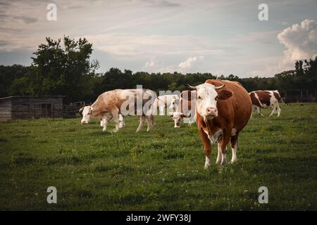 Bild einer holsteinischen Kühe, die in Zasavica, in Serbien stehen und weiden. Der Holsteinfriese ist eine internationale Rasse oder Gruppe von Milchrassen Stockfoto