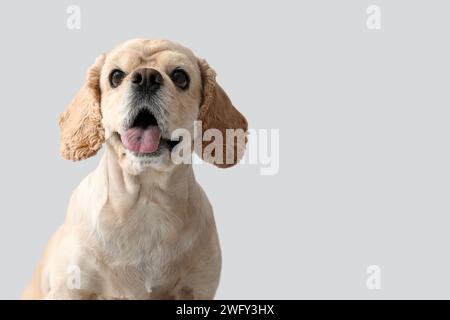 Süßer Cocker Spaniel auf grauem Hintergrund Stockfoto