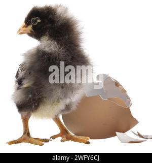 Sehr junges Dominique Hühnchen, das neben einer frisch zerbrochenen Eierschale steht. Stockfoto