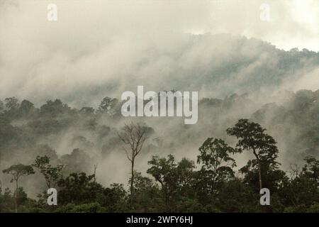 Blick auf Vegetation und Regenwaldlandschaft am Fuße des Mount Tangkoko und Dua Saudara (Duasudara) in Bitung, Nord-Sulawesi, Indonesien. Ein gesunder Regenwald ist wichtig, um den Klimawandel zu bekämpfen, so ein Bericht der Wildlife Conservation Society vom August 2023. "Tropische Wälder mit hoher Integrität werden schätzungsweise rund 3,6 Milliarden Tonnen CO2 pro Jahr (netto) aus der Atmosphäre entfernen und speichern", berichteten sie über PLOS. Daher spielen "tropische Wälder eine entscheidende Rolle bei der Unterstützung des menschlichen Wohlergehens, der Ernährungssicherheit und der Erhaltung der Artenvielfalt", fügte Laura Borma hinzu... Stockfoto