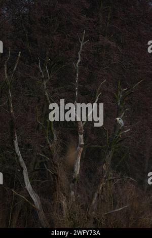 Ein grauer Reiher, der auf dem Zweig eines großen Baumes sitzt Stockfoto