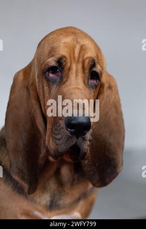 Porträt eines süßen Bluthundes auf weißem Hintergrund. Stockfoto