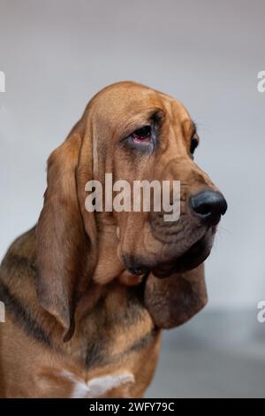 Porträt eines süßen Bluthundes auf weißem Hintergrund. Stockfoto