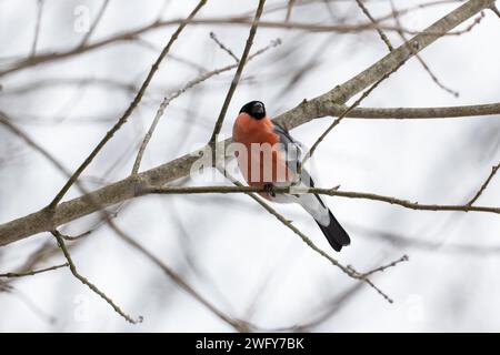 Ein Bullfink, der im Winter auf einem Ast sitzt Stockfoto