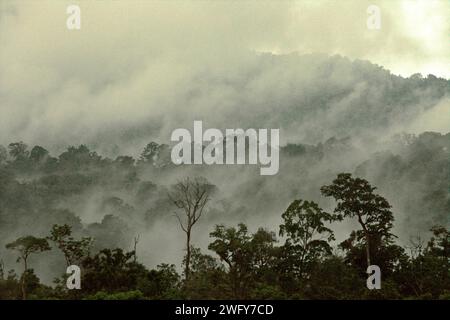 Blick auf Vegetation und Regenwaldlandschaft am Fuße des Mount Tangkoko und Dua Saudara (Duasudara) in Bitung, Nord-Sulawesi, Indonesien. Ein gesunder Regenwald ist wichtig, um den Klimawandel zu bekämpfen, so ein Bericht der Wildlife Conservation Society vom August 2023. "Tropische Wälder mit hoher Integrität werden schätzungsweise rund 3,6 Milliarden Tonnen CO2 pro Jahr (netto) aus der Atmosphäre entfernen und speichern", berichteten sie über PLOS. Daher spielen "tropische Wälder eine entscheidende Rolle bei der Unterstützung des menschlichen Wohlergehens, der Ernährungssicherheit und der Erhaltung der Artenvielfalt", fügte Laura Borma hinzu... Stockfoto