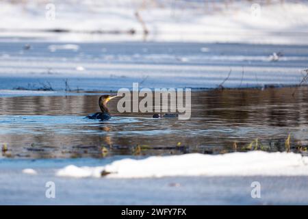 Kormoran schwimmt in einem Winterteich Stockfoto