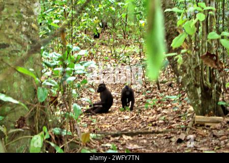 Makaken (Macaca nigra) werden fotografiert, während sie auf dem Boden im Tangkoko-Wald in Nord-Sulawesi, Indonesien sitzen und sich bewegen. Die Auswirkungen des Klimawandels auf die endemischen Arten sind auf das veränderte Verhalten und die Verfügbarkeit von Nahrungsmitteln zu sehen, die ihre Überlebensrate beeinflussen. Die Verschlechterung der Lebensraumqualität könnte sie auch dazu zwingen, aus ihrem Heiligtum zu ziehen, was zu mehr potenziellen Konflikten mit Menschen führen könnte, sagen Wissenschaftler. Ohne den Faktor Klimawandel ist Macaca nigra immer noch einer der 25 am stärksten gefährdeten Primaten der Erde. Stockfoto