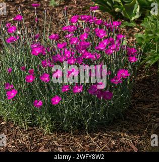 Dianthus-Pflanze mit bunten rosa Blumen, die in einem gemulschten Garten blühen. Stockfoto