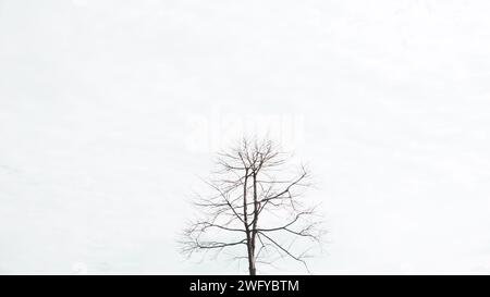 Bäume und Äste, die tagsüber am Himmel isoliert sind Stockfoto