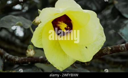 Leuchtend gelbe Blumen vom Waru-Baum oder Hibiscus Tiliaceus am Rande des Strandes Stockfoto