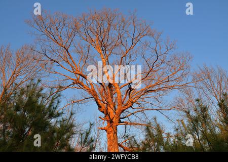 Einsamer Baum im frühen Frühling ohne Blätter während der goldenen Stunde Stockfoto