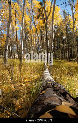 Die gelben Herbstfarben erhellen einen Aspenhain auf der U.S. Route 64 in Tres Piedras, NM Stockfoto