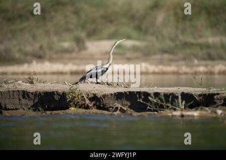 Ein Dart auf einer Sandbank mitten in einem Fluss. Stockfoto