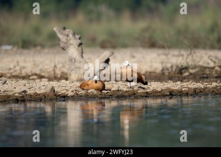 Ein Paar Ruddy Shelducks an einem Flussufer. Stockfoto