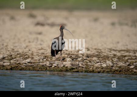 Ein Red Naped Ibis am Ufer eines Flusses. Stockfoto