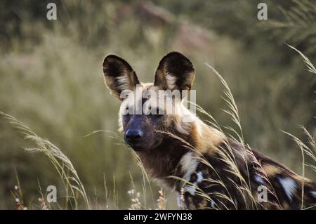 Ein Wildhund wurde im Greater Kruger Nationalpark in Südafrika gesichtet Stockfoto