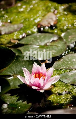 Lotus Lily im Giardino di Ninfa, Gärten, Provinz Latina, Rom, Italien Stockfoto