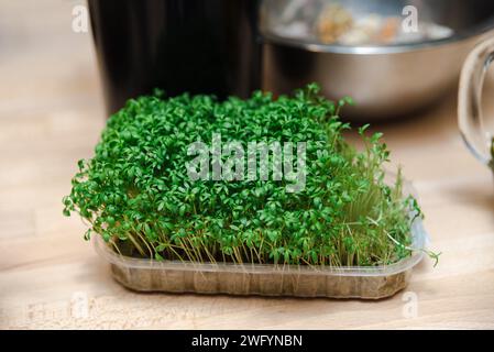 Leuchtend grüne Gartenkresse in einem durchsichtigen Behälter, auf einer hölzernen Küchenarbeitsfläche, bereit für den kulinarischen Gebrauch. Stockfoto