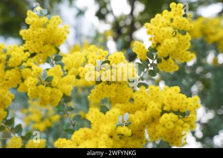 Mimosa-Baum mit flauschigen, zarten Blüten davon. Hintergrund des gelben Mimosabaums. Urlaubs- und Mimosablütendekoration. Stockfoto