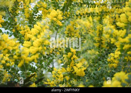 Mimosa-Baum mit flauschigen, zarten Blüten davon. Hintergrund des gelben Mimosabaums. Urlaubs- und Mimosablütendekoration. Stockfoto