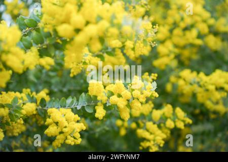 Mimosa-Baum mit flauschigen, zarten Blüten davon. Hintergrund des gelben Mimosabaums. Urlaubs- und Mimosablütendekoration. Stockfoto