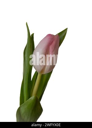 Kleine blassrosa Tulpenblüte isoliert vor weißem Hintergrund Stockfoto