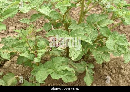 Eine Familie von Kartoffelkäfer-Larven aus Colorado fressen die Blätter der Kartoffelspitzen im Garten. Stockfoto