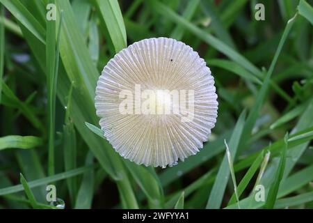 Bolbitius titubans, auch als Bolbitius vitellinus bekannt, die gemeinhin als Gelb Fieldcap oder Eigelb, Fieldcap Wild Mushroom aus Finnland Stockfoto