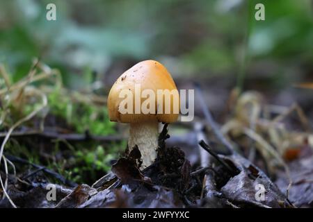 Amanita crocea, bekannt als Orange Grisette oder Safran ringless amanita, wilde Pilze aus Finnland Stockfoto