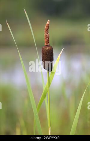 Bulrush, Typha latifolia, auch bekannt als Broadleaf Cattail oder Great reedmace, wilde Pflanze aus Finnland Stockfoto