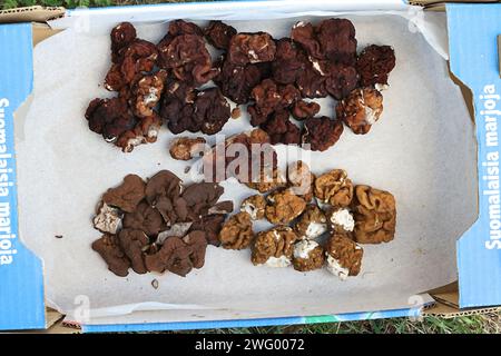 Oben Gyromitra esculenta, der falsche Morchel, unten Gyromitra gigas, der Schneemorgel und Discina ancilis, der Schweinehohrpilz Stockfoto