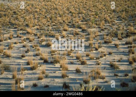 Wüstenpflanzen auf den Dünen im White Sands National Monument, New Mexico Stockfoto