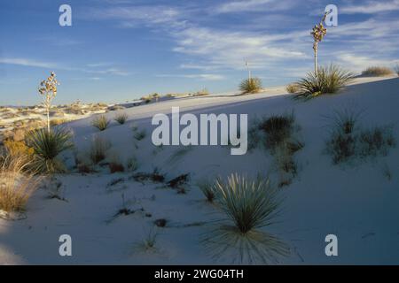 Wüstenpflanzen auf den Dünen im White Sands National Monument, New Mexico Stockfoto