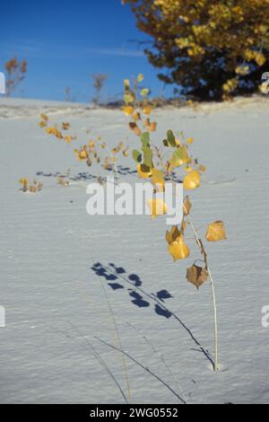 Schmalblättriges Baumwollholz, Populus deltoides, in Herbstfarben auf Wüstendünen im White Sands National Monument, New Mexico Stockfoto