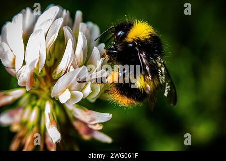 Hummel auf einer weißen Blume. Das Bild zeigt eine gelb-schwarz gestreifte Honigbiene, die zart auf einer unberührten weißen Blume thront. Die Flügel der Biene sind es Stockfoto