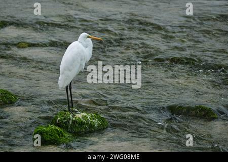 Östlichen Silberreiher Stockfoto