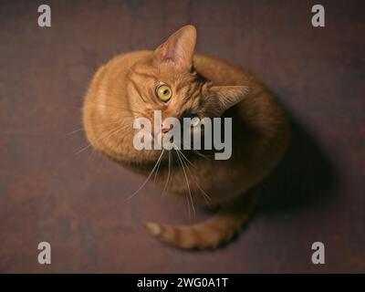 Niedliche rote Katze auf dem Boden schaut auf. Hochwinkelansicht mit selektivem Fokus. Stockfoto