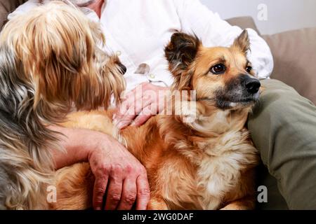 Zwei Hunde zusammen mit ihren Besitzer. Schönen Tiere Stockfoto