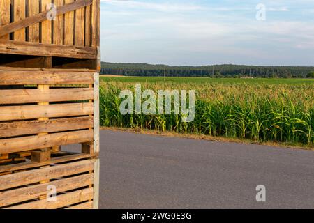 Ein großer Stapel Holzkisten für die Ernte von Mais auf einem Feld auf einer belarussischen Farm. Stockfoto