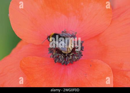 Eine Hummel sucht nach Pollen auf einem roten Mohn in einem Garten. Stockfoto