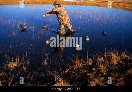 Ein Entenjäger legt seine Köder in einem Gezeitenmoor in Seabrook, New Hampshire. Stockfoto